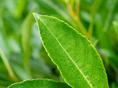 Raindrops on tree leaves Stock Photos
