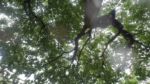 Raindrops from a tree. perspective from the ground Stock Footage 201744370