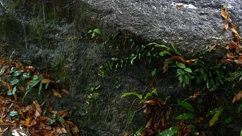 Raindrops trickle down moss-covered rocks and wet leaves, creating peaceful Stock Photos