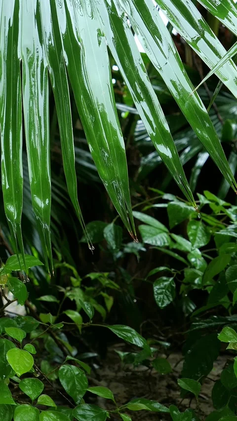 Raindrops trickle down the tips of the leaves at vertical composition Stock Footage 277214294