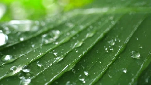Raindrops on tropical green leaf in the forest Stock Footage 160560343