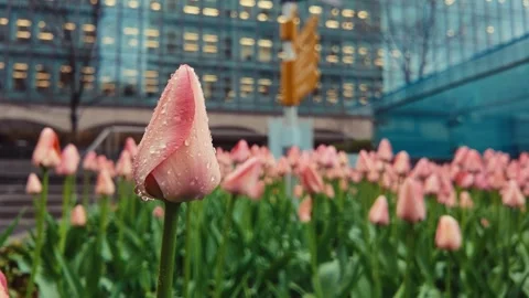 Raindrops on Tulip Petals Moody Spring Macro Footage Stock Footage 334733125