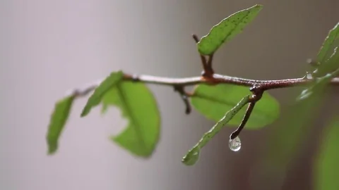 Raindrops on a twig Video stock 69134984