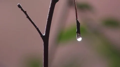 Raindrops on a twig while it is raining Video stock 69135460