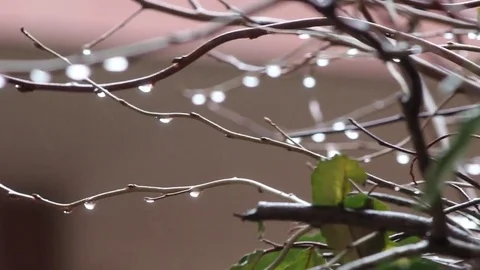 Raindrops on twigs Stock Footage 69130273