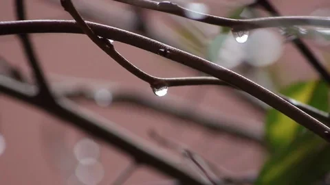 Raindrops on twigs of a tree while it is raining Stock Footage 69145308