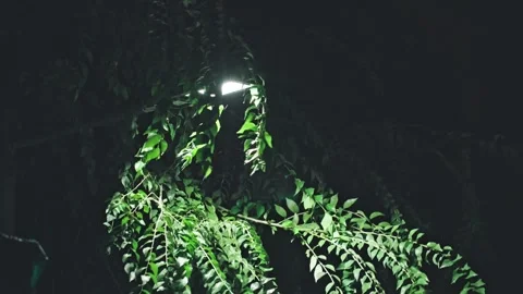Raindrops under the streetlights at night Vídeo Stock 295858511