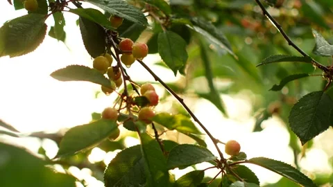 Raindrops on unripe cherry berries during a beautiful summer, colorful sunset. Stock-Footage 132260079