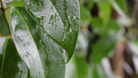 Raindrops on verdant green leaves with gentle breeze Stock Footage