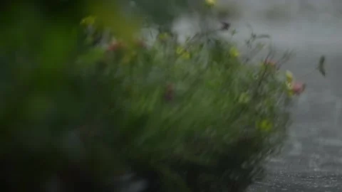 Raindrops ! Very good for plants, but hinders people's travel. Stock Footage 160669752