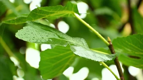 Raindrops on vibrant green leaves gently sway in summer breeze Stock Footage 331429951