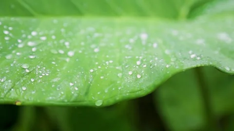Raindrops water dropping on a big leaf Video stock 251388249