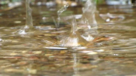Raindrops on water Stock Footage 703868