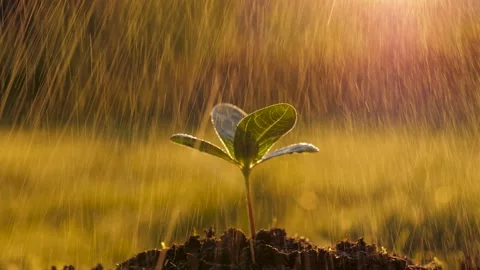 Raindrops Water Small Green Tree Sprout Planted In Ground Against Sunset Stock Footage 241443358