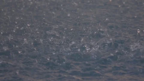 The raindrops on water surface of a pond Vidéo 76952182