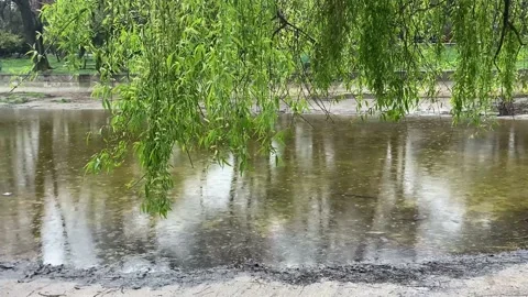 Raindrops on the water. Willow branches sway  beautifully. Nature beauty. Stock Footage 237606762