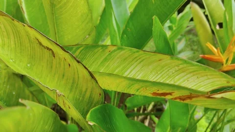 Raindrops wats the green leaves Stock Footage 326835754