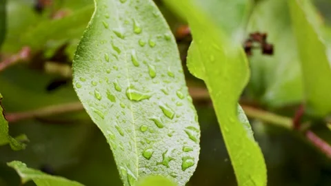 Raindrops on Waxy Forest Leaves Stock Footage 257291643