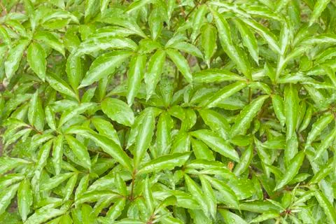 Raindrops on wet leaves Stock Photos