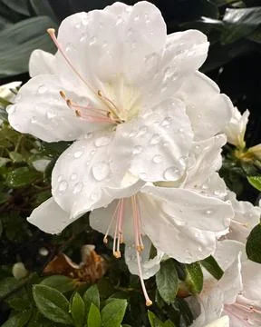 Raindrops on White Azalea Macro Stock Photos