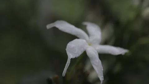 Raindrops on a white flower, bokeh Stock Footage 273134274