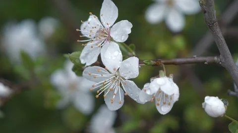 Raindrops on a white flower on the tip of a tree branch in spring. Stock Footage 104005124
