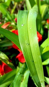 Raindrops on a wide green leaf close-up Stock Photos