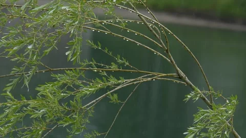 Raindrops on Willow Tree Branches Overlooking Lake - 4K Slow Motion Background Stock Footage 336692377