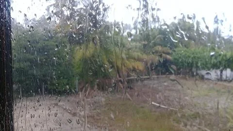 Raindrops on the window and palm trees on the outside Stock Photos