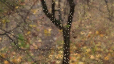 Raindrops on the window pane behind which is an autumn landscape. Cold rainy  Stock Footage 221693120