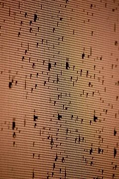 Raindrops on window screen mesh illuminated by warm sunset glow Stock Photos