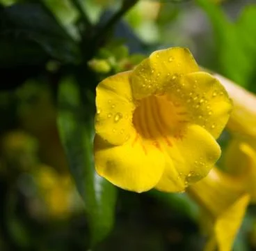 Raindrops on a yellow flower under the rays of the sun Stock Photos