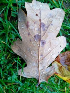 Raindrops on a yellow oak leaf located on green grass Stock Photos