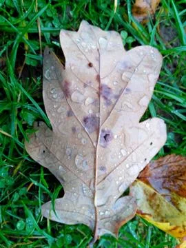 Raindrops on a yellow oak leaf located on green grass Stock Photos