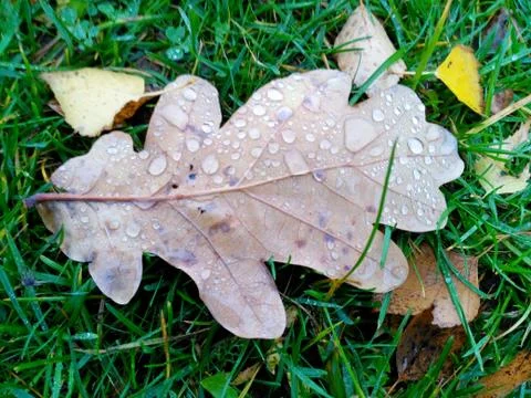 Raindrops on a yellow oak leaf located on green grass Stock Photos