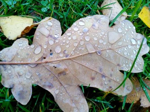 Raindrops on a yellow oak leaf located on green grass Stock Photos
