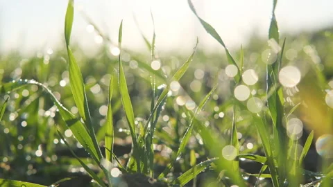 Raindrops on young sprouts of wheat. Stockbeeldmateriaal 154404623