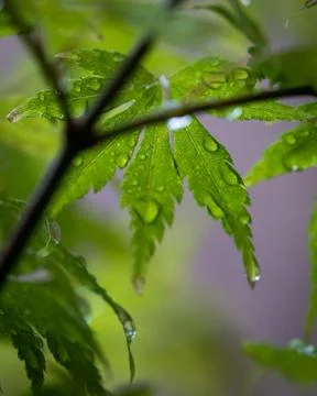 Rained on Acer Stock Photos