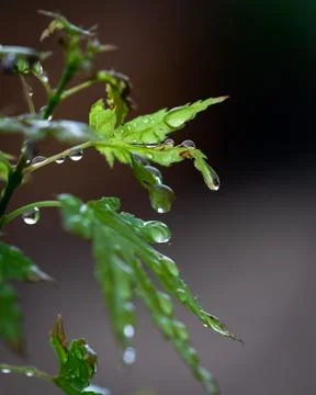 Rained on Acer Stock Photos