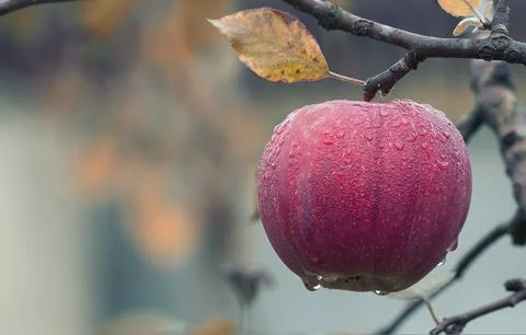 Rained apples Fotos Stock