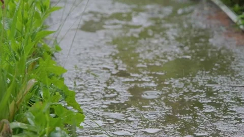 Rainfall against the backdrop of green foliage. Raindrops of heavy rain in slow Stock Footage 263149837