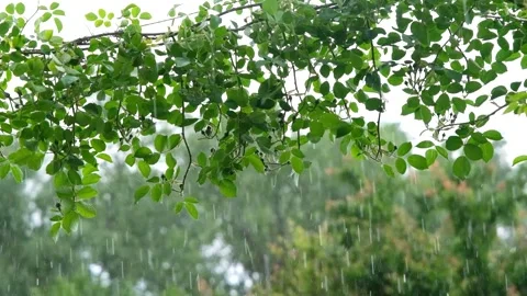 Rainfall against the backdrop of green foliage. Raindrops of heavy rain in slow Stock Footage 263150008