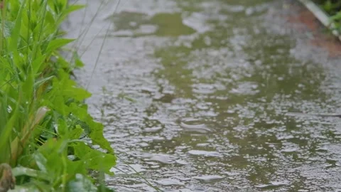 Rainfall against the backdrop of green foliage. Raindrops of heavy rain in slow Stock Footage 263729986