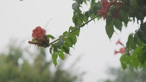 Rainfall against the backdrop of green foliage. Raindrops of heavy rain in slow Stock Footage 267875141