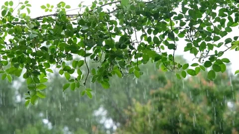 Rainfall against the backdrop of green foliage. Raindrops of heavy rain in slow Stock Footage 267875315
