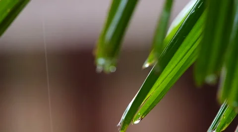 Rainfall and the green leaf Stock Footage 53082933