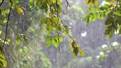 Rainfall and a guava tree. Rainwater falls on the leaves of guava tree Vídeos de archivo 252055256