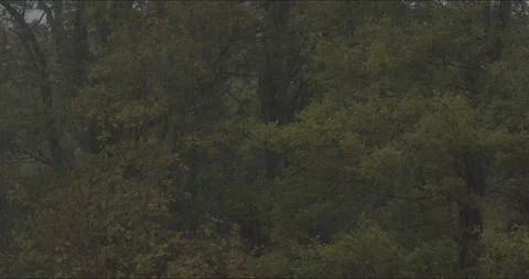 Rainfall and trees moving in wind Stock Footage 220419264