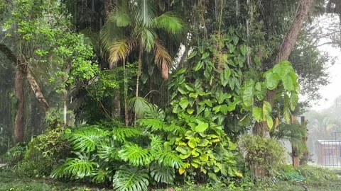 Rainfall in the Atlantic Forest - 15-Second Calm Nature Scene Stock Footage 296594262