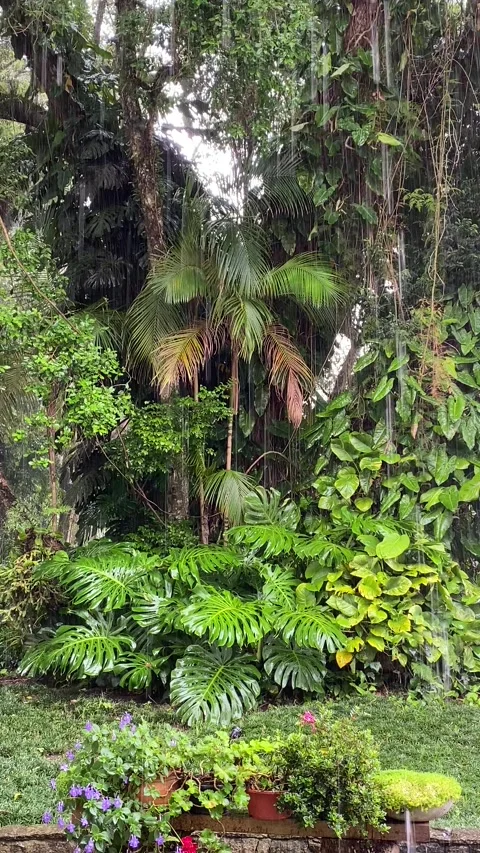 Rainfall in the Atlantic Forest - 20-Second Calm Nature Scene (vertical) Stock Footage 296594280